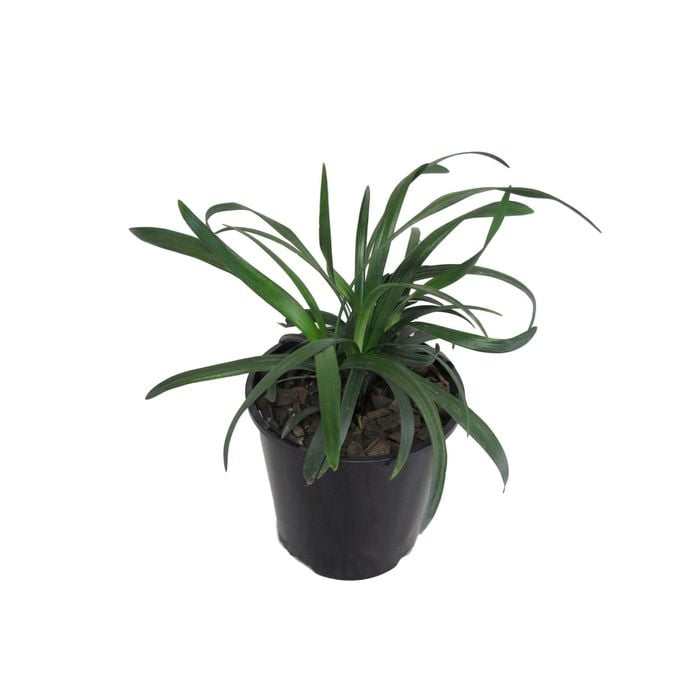 1.9L Royal Purple - Liriope muscari