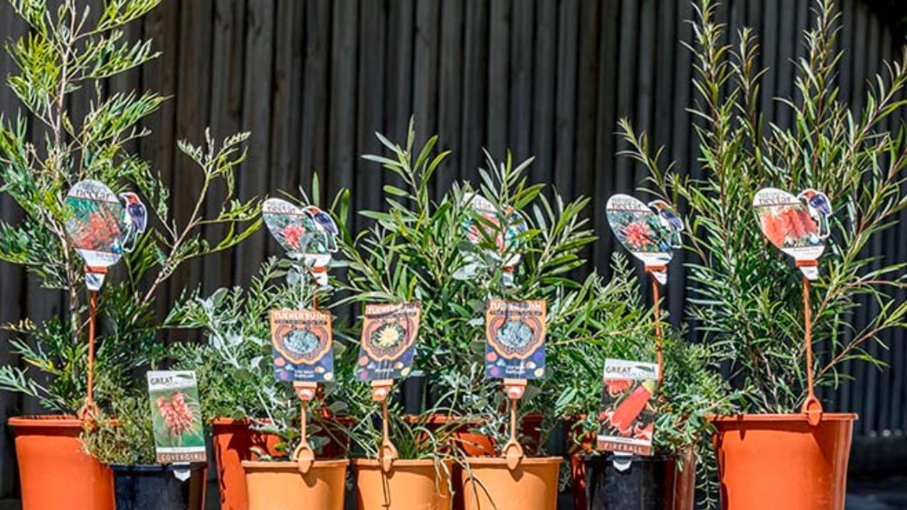 Australian natives including Callistemons.