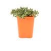 85mm Pigface - Mesembryanthemum Crystallinum