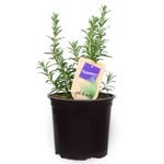 1.1L Rosemary - Salvia rosmarinus - Nudo Herbs