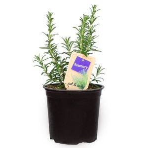 1.1L Rosemary - Salvia rosmarinus - Nudo Herbs