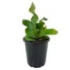70mm Platycerium Elkhorn Fern - Platycerium bifurcatum