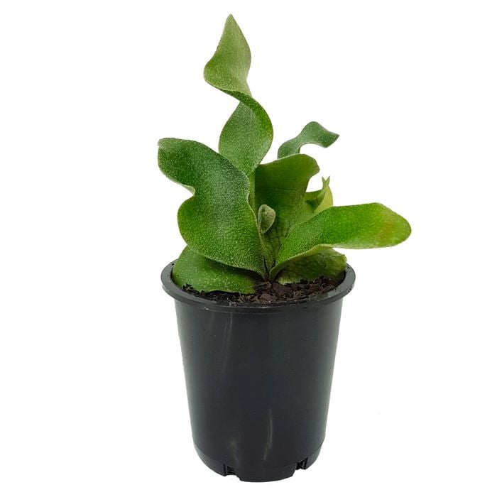 70mm Platycerium Elkhorn Fern - Platycerium bifurcatum