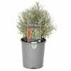 140mm Curry Plant - Helichrysum angustifolium