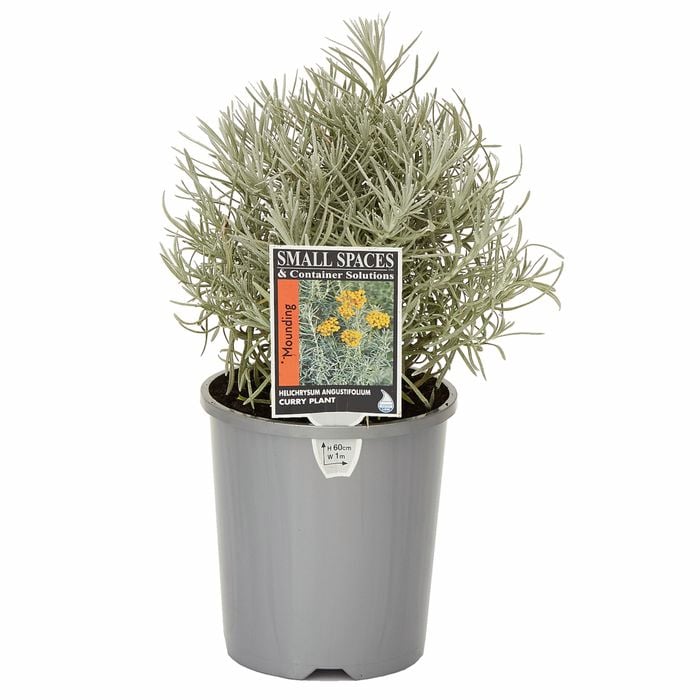 140mm Curry Plant - Helichrysum angustifolium