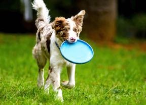 A brown and white dog running on green grass, holding a blue frisbee in its mouth.