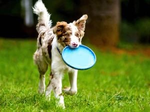 A brown and white dog running on green grass, holding a blue frisbee in its mouth.