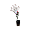 180mm Dwarf Plum A-Okay - Prunus salicina