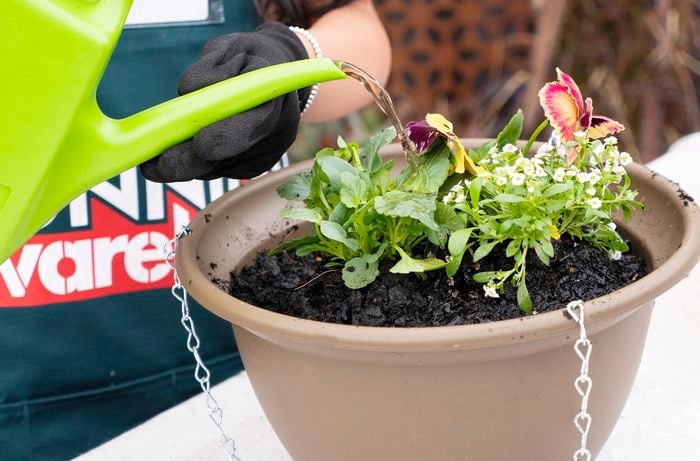 Bunnings Team Member using a watering can to water flowers in large pot