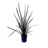 2L Flax - Phormium dark Delight