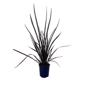 2L Flax - Phormium dark Delight
