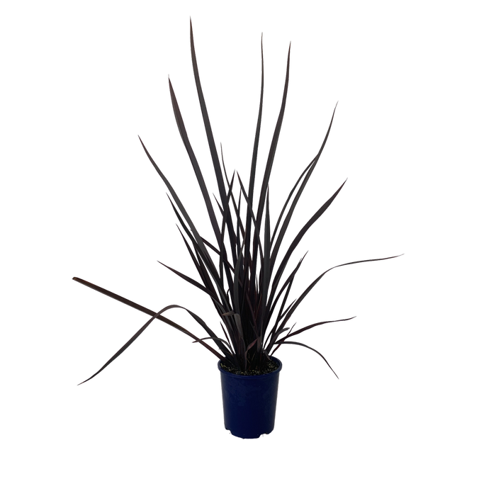 2L Flax - Phormium dark Delight