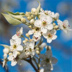 250mm Pyrus Southworth Dancer Ornamental Pear