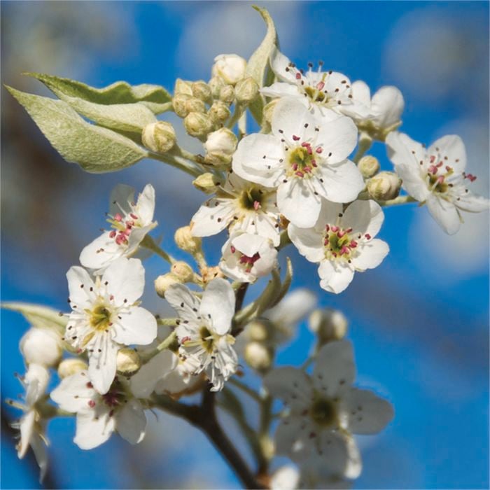 250mm Pyrus Southworth Dancer Ornamental Pear