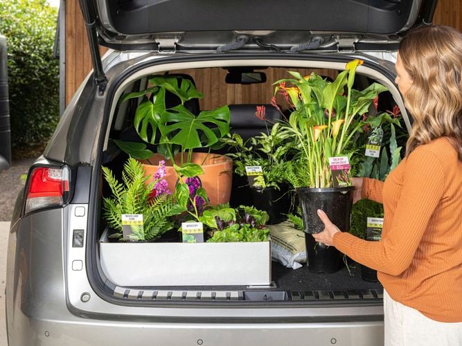 Lady put assorted plants into her car boot