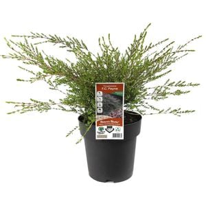 200mm Payne's Thryptomene - Thryptomene saxicola 'F.C. Payne'