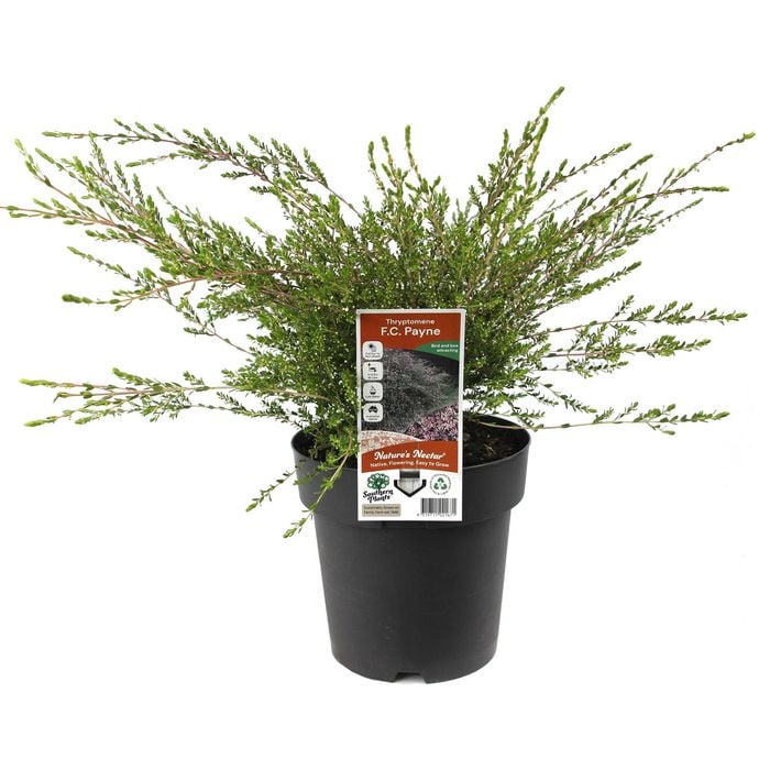 200mm Payne's Thryptomene - Thryptomene saxicola 'F.C. Payne'