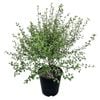 3.3L Kohuhu - Pittosporum tenuifolium Oliver Twist 