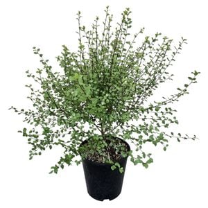 3.3L Kohuhu - Pittosporum tenuifolium Oliver Twist 