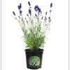 1.5L Lavender Dilly Dilly - Lavender intermedia Grosso