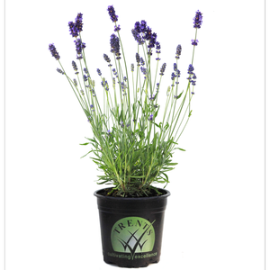 1.5L Lavender Dilly Dilly - Lavender intermedia Grosso