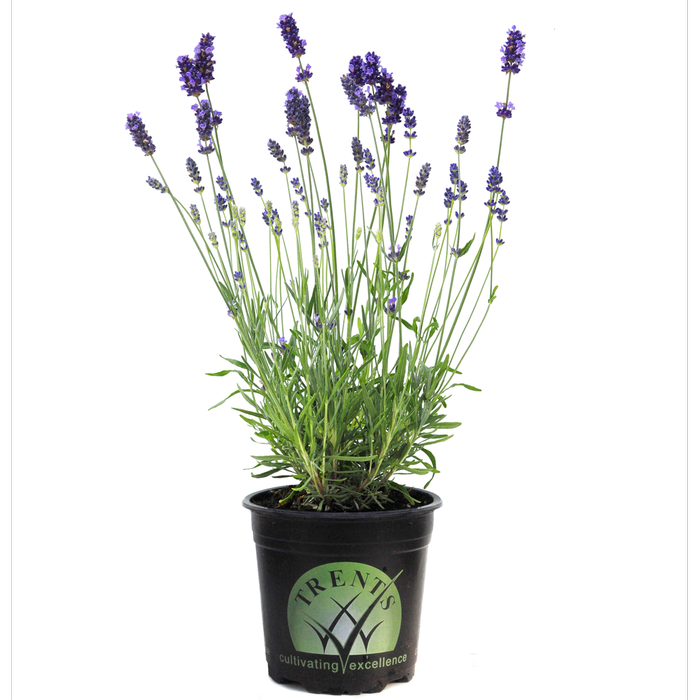 1.5L Lavender Dilly Dilly - Lavender intermedia Grosso