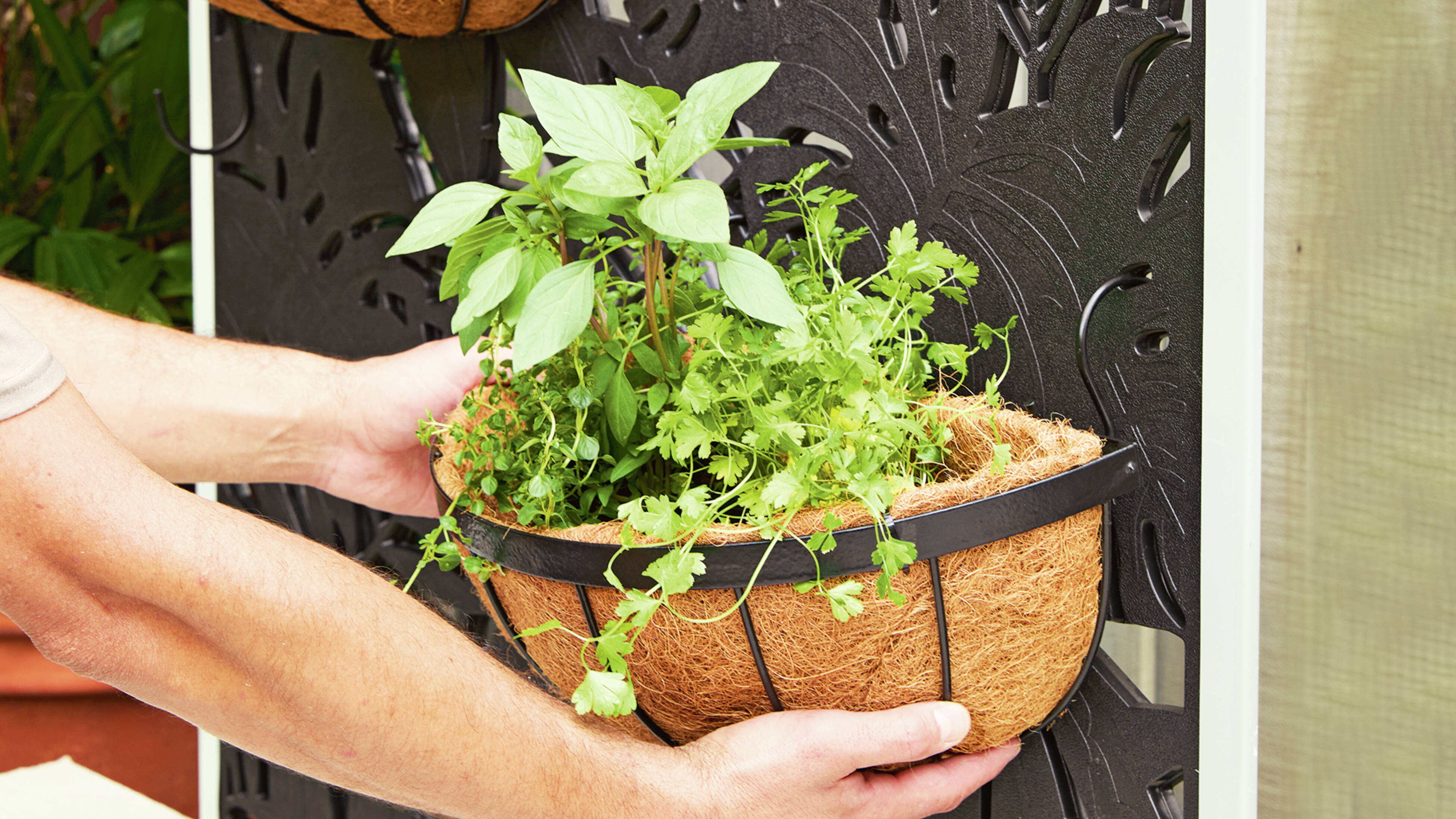 A person holding a hanging basket with plants in it outside.