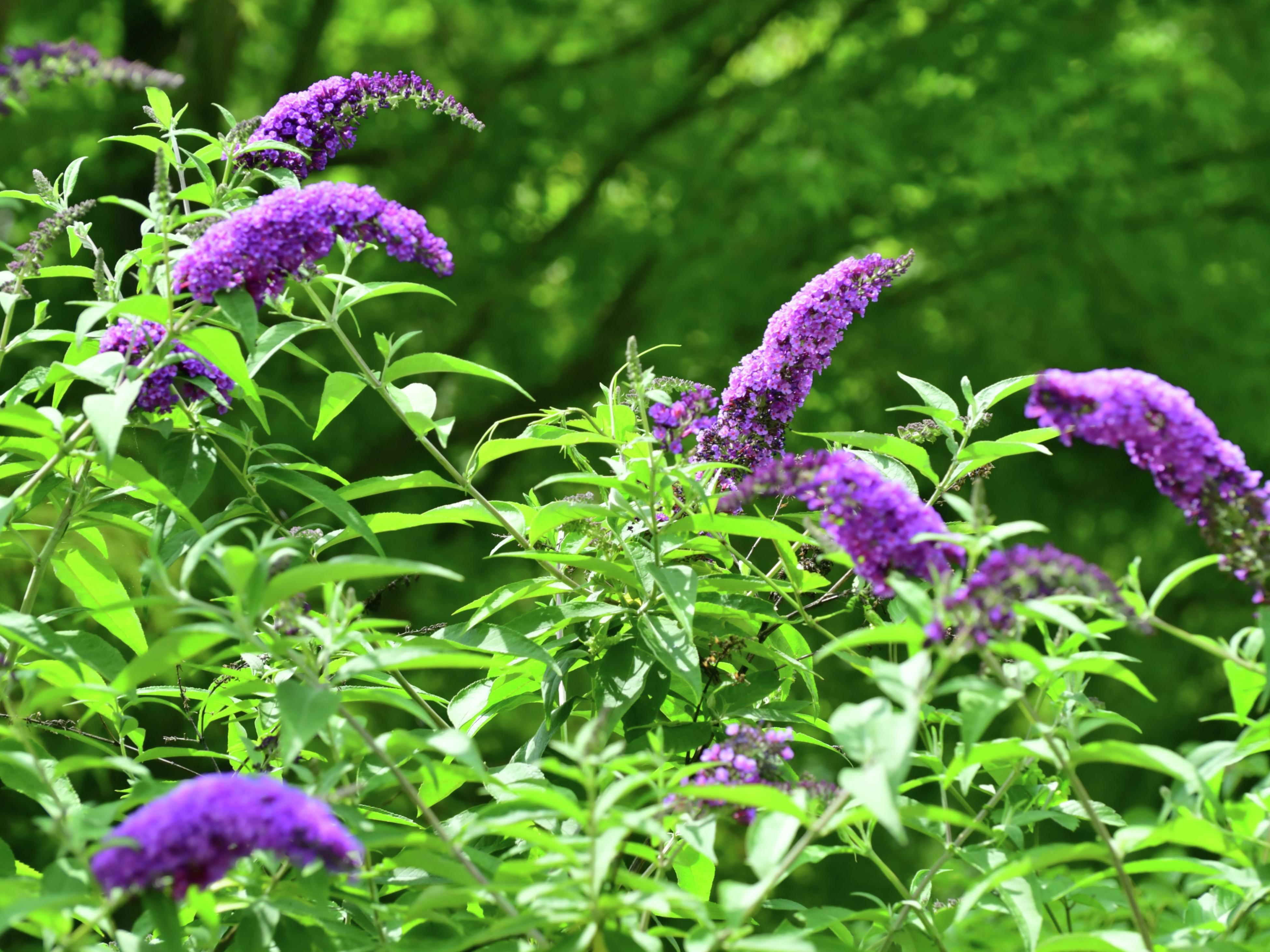 How To Grow And Care For Buddleia (Butterfly Bush) - Bunnings Australia