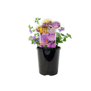 1.5L Bacopa - Sutera cordata