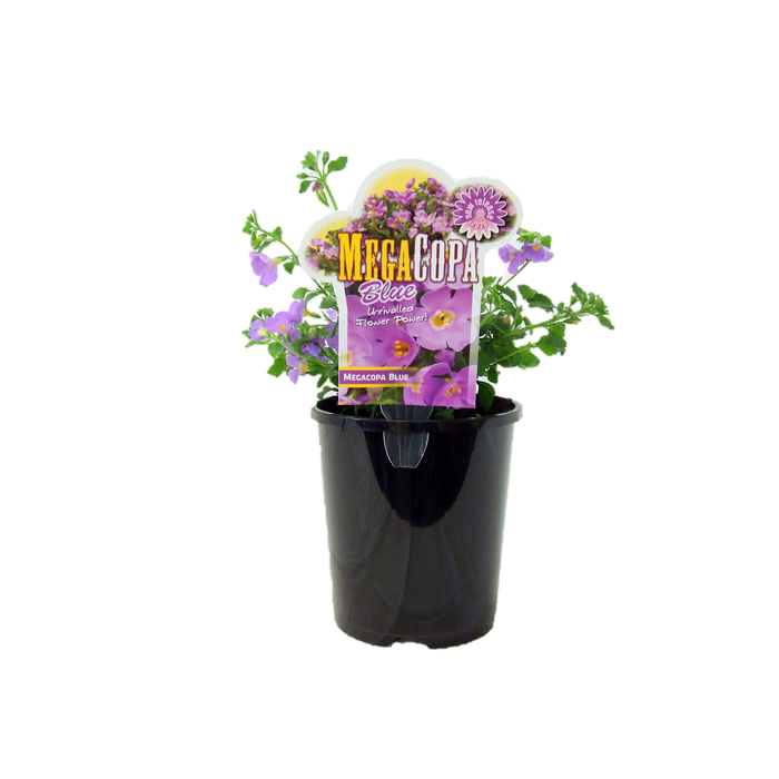 1.5L Bacopa - Sutera cordata