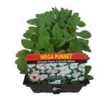 Punnet Petunia Super Cascade White - Petunia hybrida - Mega Punnet Flowering Range