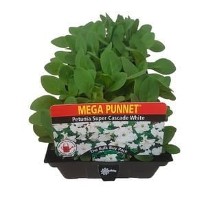 Punnet Petunia Super Cascade White - Petunia hybrida - Mega Punnet Flowering Range