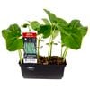 Beans Bush Type Punnet - Phaseolus vulgaris