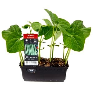 Beans Bush Type Punnet - Phaseolus vulgaris