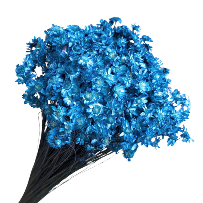 Blooms of Joy 50cm Blue Springstar Flowers