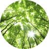 Anaglytpa Sunny Forest Wall Mural 144cm x 144cm