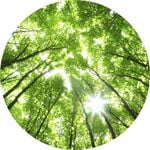 Anaglytpa Sunny Forest Wall Mural 144cm x 144cm