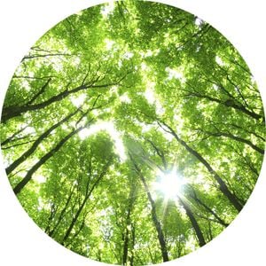 Anaglytpa Sunny Forest Wall Mural 144cm x 144cm