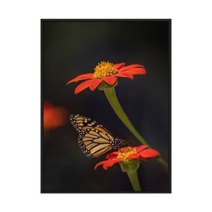 Artey | Butterfly Portrait X - Framed Canvas - Black Frame - 45 x 60cm