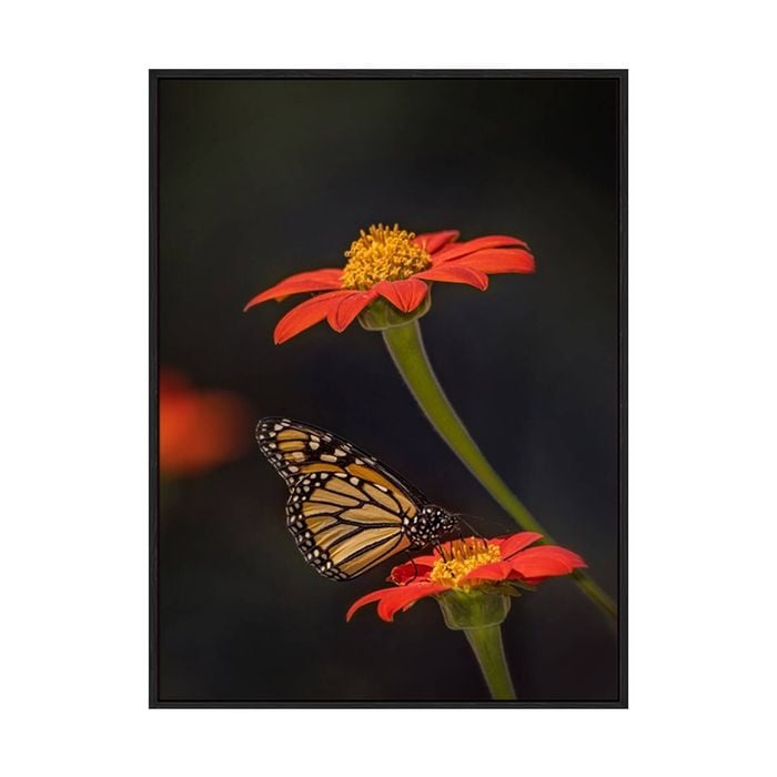 Artey | Butterfly Portrait X - Framed Canvas - Black Frame - 45 x 60cm