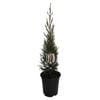 3.5L Cupressus Green Spire - Cupressus sempervirens Green Spire