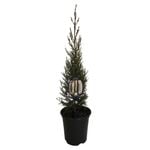 3.5L Cupressus Green Spire - Cupressus sempervirens Green Spire