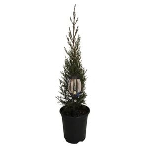 3.5L Cupressus Green Spire - Cupressus sempervirens Green Spire