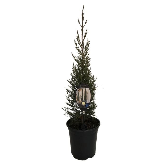 3.5L Cupressus Green Spire - Cupressus sempervirens Green Spire