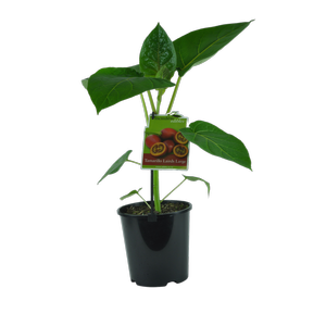1.9L Tamarillo Lairds Large - Cyphomandra betacea - Incredible Edibles Range