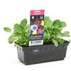 Punnet Pansy Clear Mix - Pansy wittrockiana