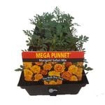 Marigold Safari Mix - Tagetes patula - Mega Punnet Flowering Range