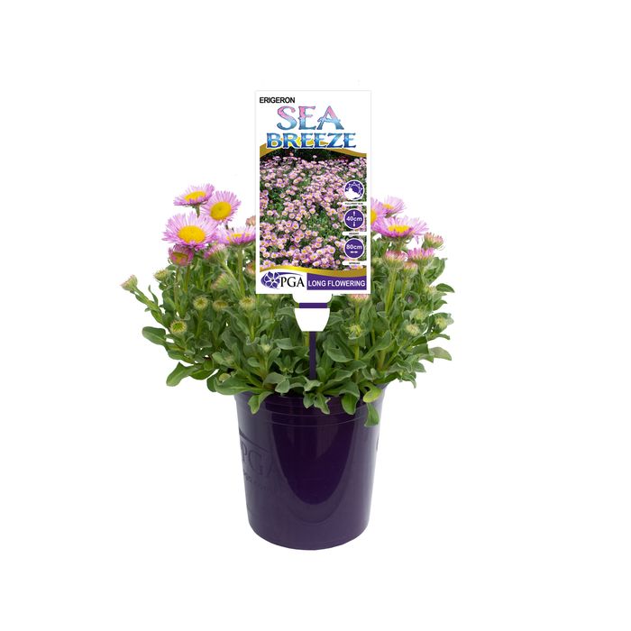 140mm Seaside Daisy - Erigeron glauca Sea Breeze