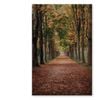 Avenue Covered by Fall Leave View  Print 100% Australian Made 60 x 90cm  (Stretched)