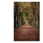 Avenue Covered by Fall Leave View  Print 100% Australian Made 60 x 90cm  (Stretched)
